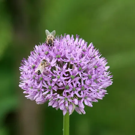 Laas Art Gallery בית אירוח *