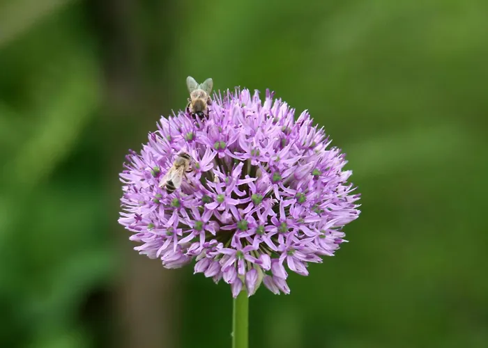 Laas Art Gallery בית אירוח *